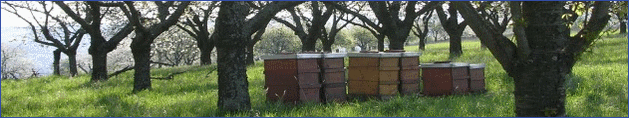 KI generiert: Bienenstöcke in einem blühenden Obstgarten unter Bäumen.