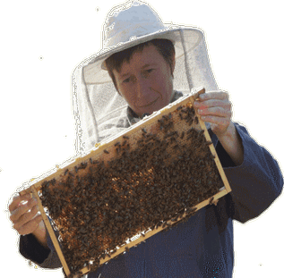 KI generiert: Eine Person in Imkerkleidung hält einen Bienenrahmen mit Honigwaben.