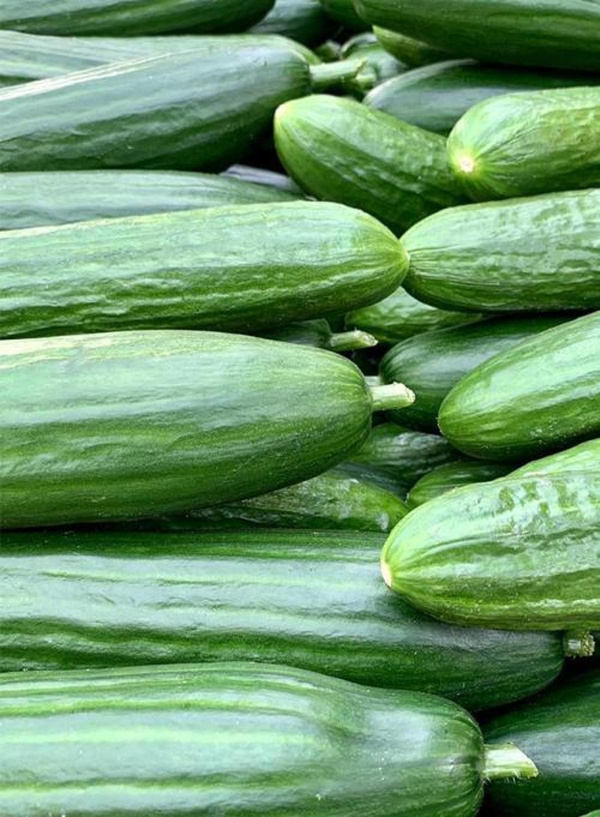 Produktfoto zu Schlangengurken (2. Wahl)