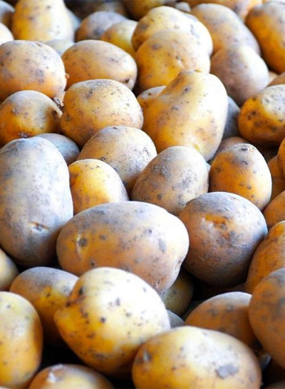 Produktfoto zu Frühkartoffeln