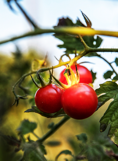 Produktfoto zu Tomaten-Kollektion: Pflegeleicht & Zeitmangel