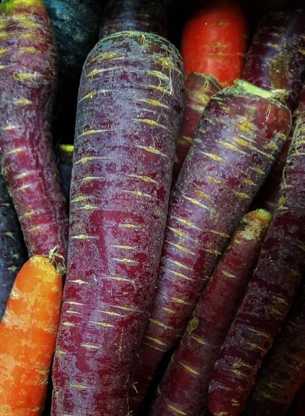 Produktfoto zu Urmöhre violett