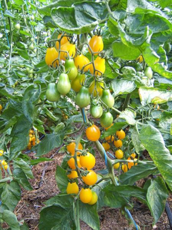 Produktfoto zu Tomate Yellow Submarine