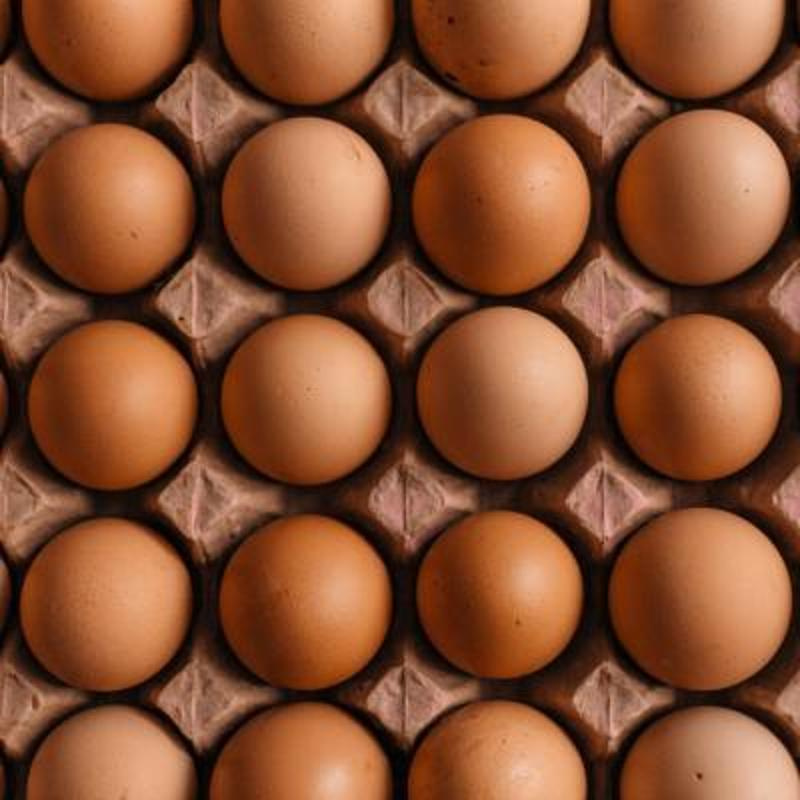 Eier