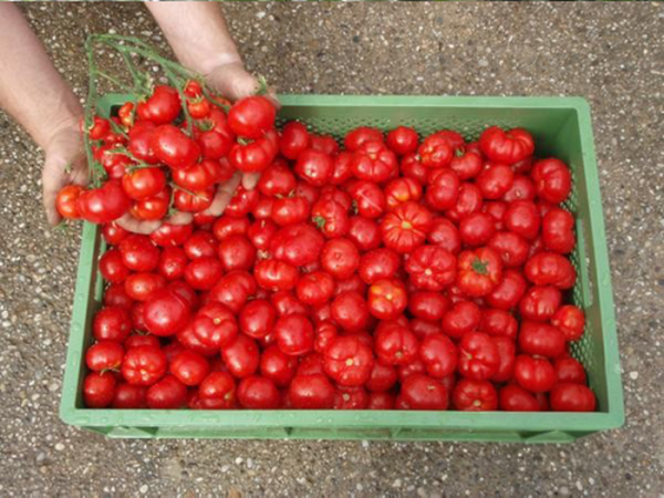 Produktfoto zu Tomate Marglobe