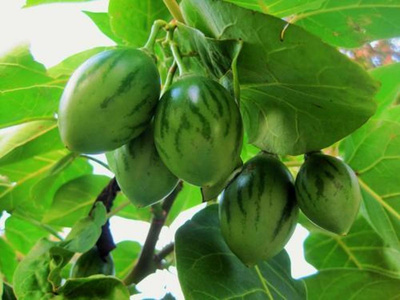 Produktfoto zu Baumtomate (Tamarillo)