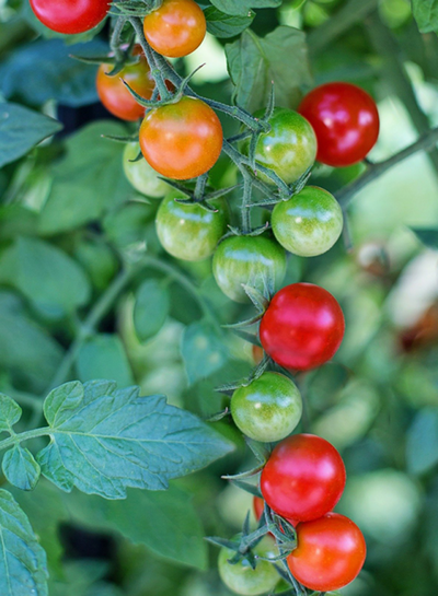 Produktfoto zu Tomaten-Kollektion Cocktail-Tomaten Mini