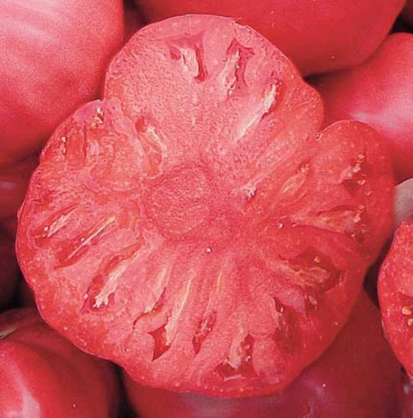 Produktfoto zu Tomate Rosa