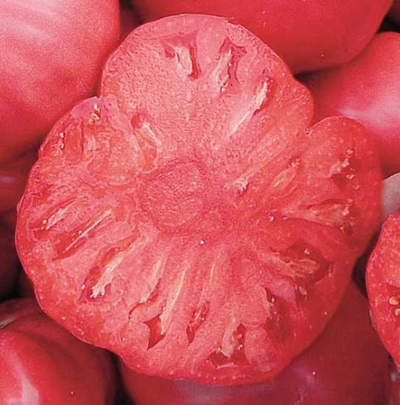Produktfoto zu Tomate Rosa
