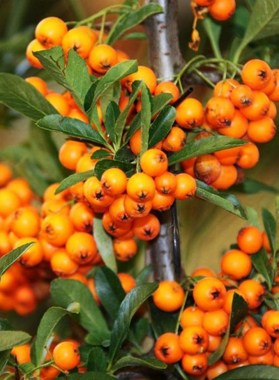 Produktfoto zu Sanddorn (3 Pflanzen)