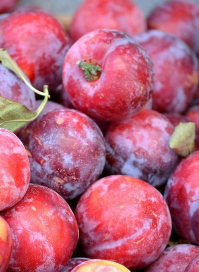 Produktfoto zu Pflaumen rot