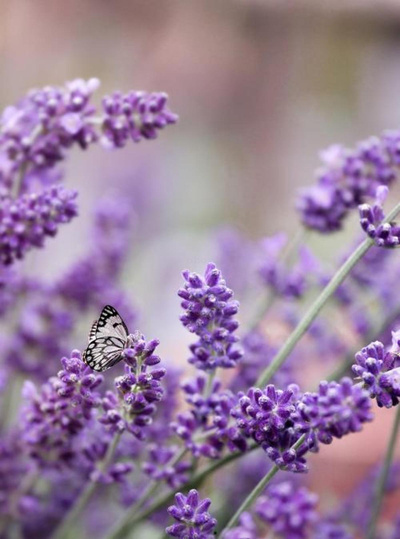 Produktfoto zu Lavendel