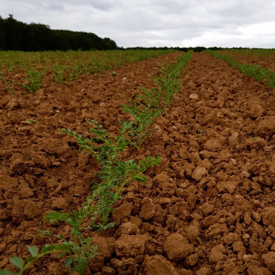 KI generiert: Feld mit jungen, grünen Pflanzenreihen auf brauner Erde unter bewölktem Himmel.