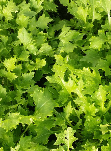 KI generiert: Grünes Blattgemüse in Nahaufnahme.