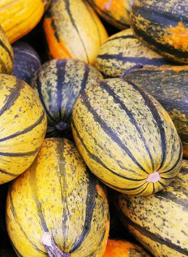 Produktfoto zu Spaghettikürbis