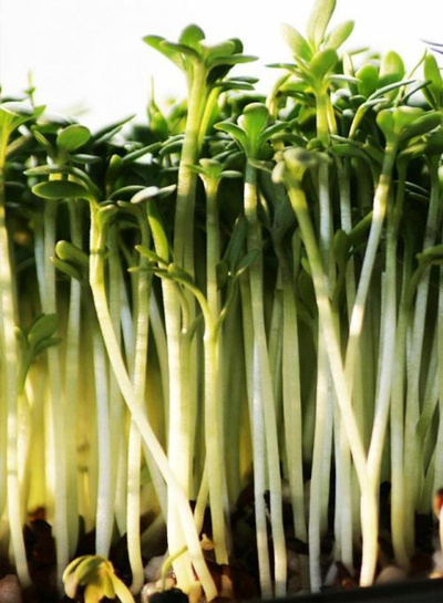 Produktfoto zu Kresse Schale