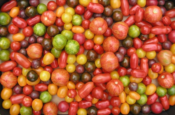 KI generiert: Bunte Vielfalt von Kirschtomaten in unterschiedlichen Formen und Farben.