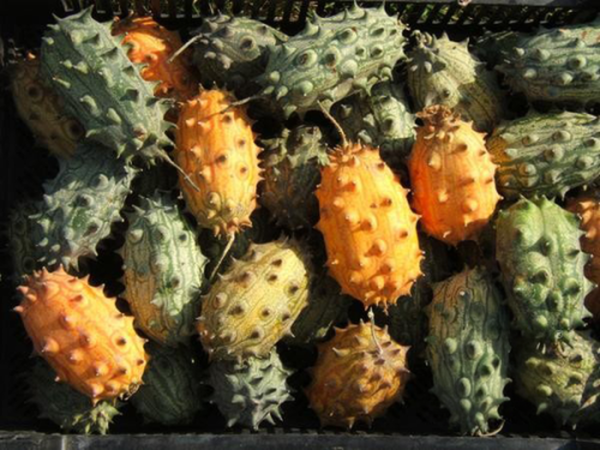 Produktfoto zu Stachelgurke Kiwano