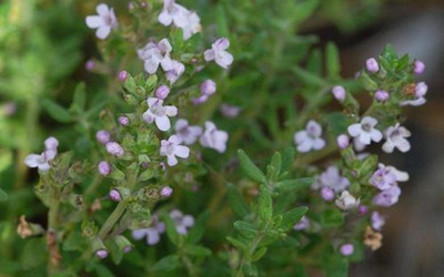Produktfoto zu Thymian Bund