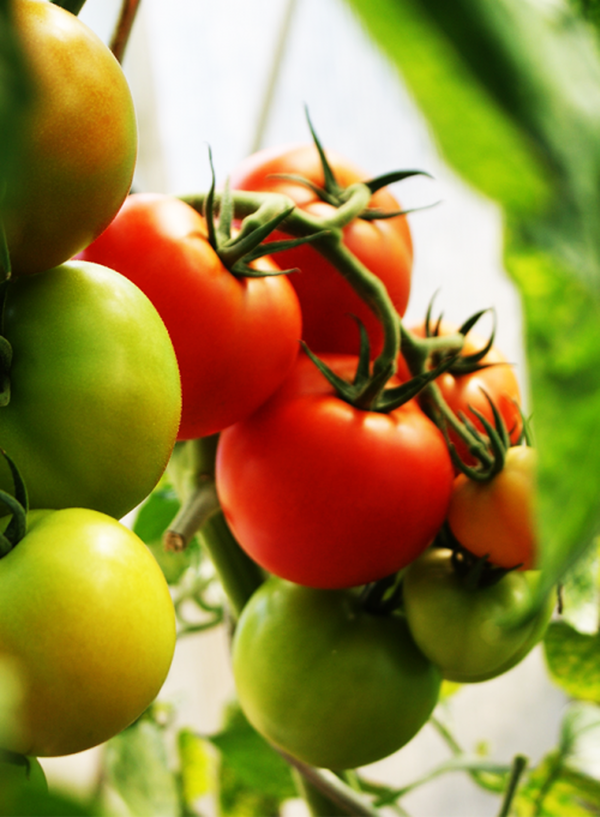 Produktfoto zu Tomaten-Kollektion Deutschland Maxi