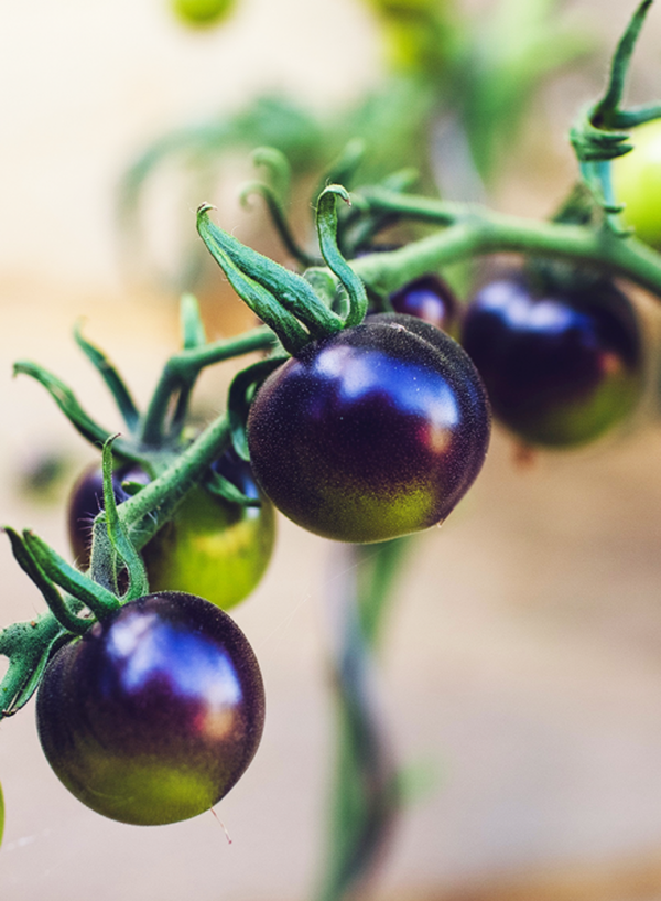 Produktfoto zu Tomaten-Kollektion Überraschung Maxi