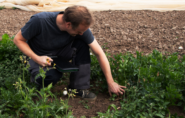 KI generiert: Ein Mann untersucht Pflanzen auf einem Feld.