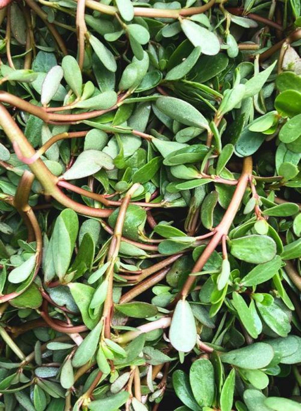 Produktfoto zu Kultur-Sommerportulak