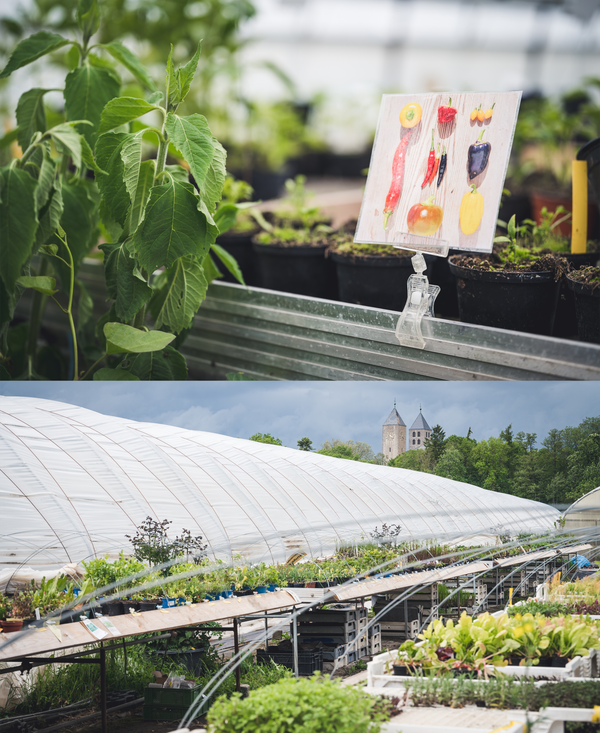 KI generiert: Das Bild zeigt drei Personen, die neben einem Holzzaun stehen und in die Kamera lächeln. Im Vordergrund steht der Schriftzug "DANKE!" auf einem grünen Hintergrund mit Grafiken von Gemüse.