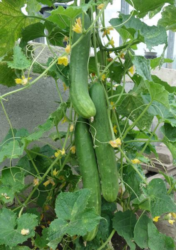 Produktfoto zu Freilandgurke Tanja