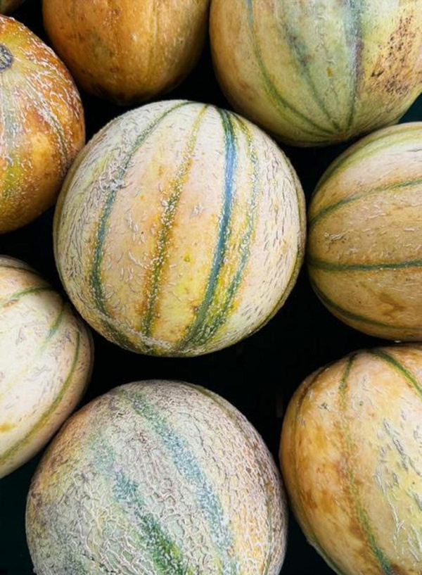 Produktfoto zu Honigmelone Canari