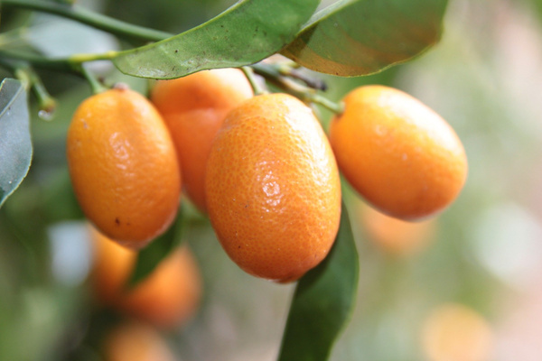 KI generiert: Mehrere reife, orangefarbene Kumquats hängen an einem Zweig mit grünen Blättern.