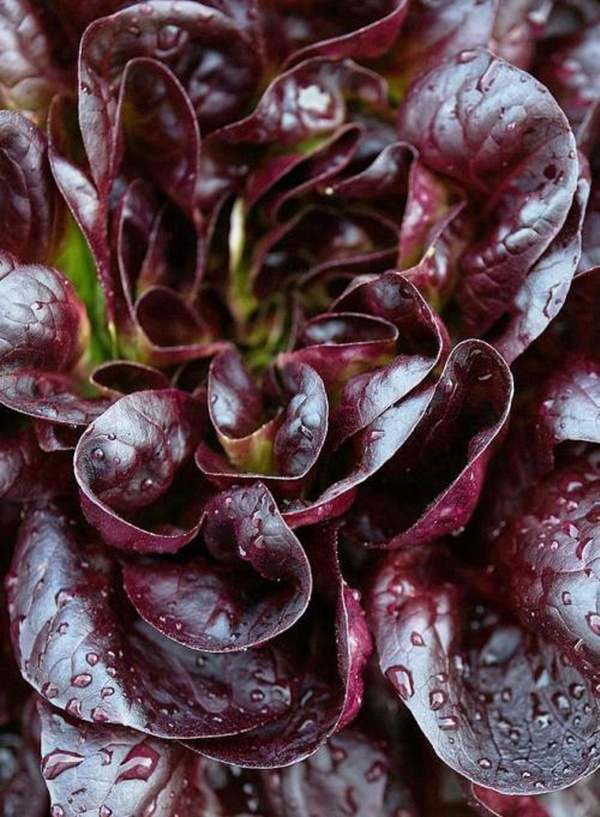 Produktfoto zu Kopfsalat rot