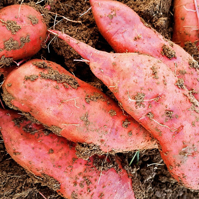 KI generiert: Frisch geerntete Süßkartoffeln mit Erde haften an der Schale.