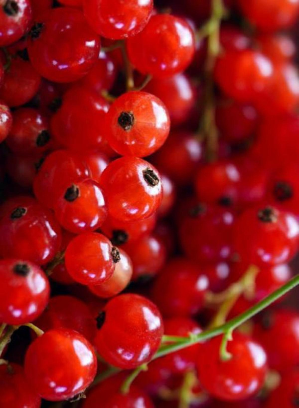 Produktfoto zu Johannisbeeren rot
