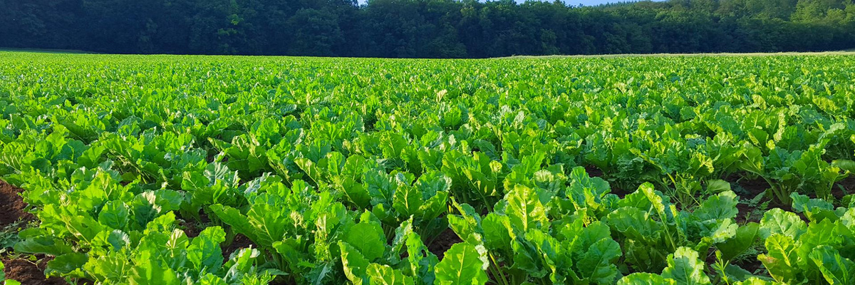 KI generiert: Grünes Feld mit dicht gewachsenem Gemüse unter freiem Himmel.