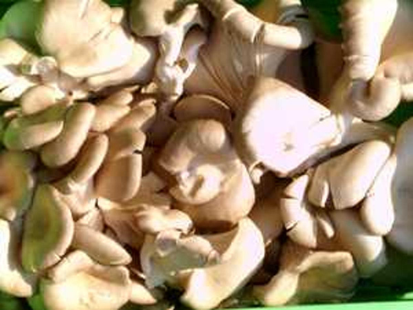 Produktfoto zu Austernpilze
