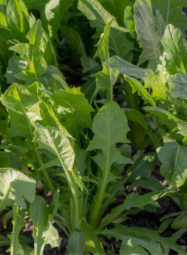 Produktfoto zu Kultur-Löwenzahn