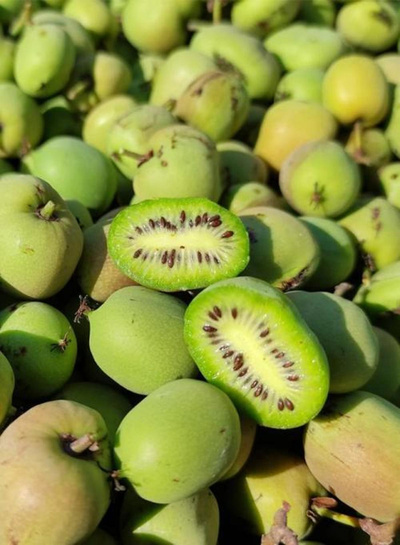 Produktfoto zu Kiwibeeren