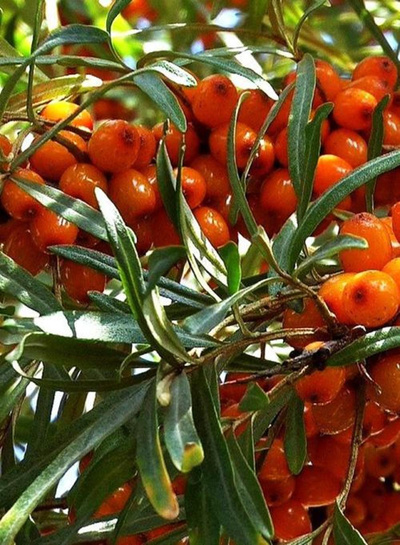 Produktfoto zu Sanddorn weiblich