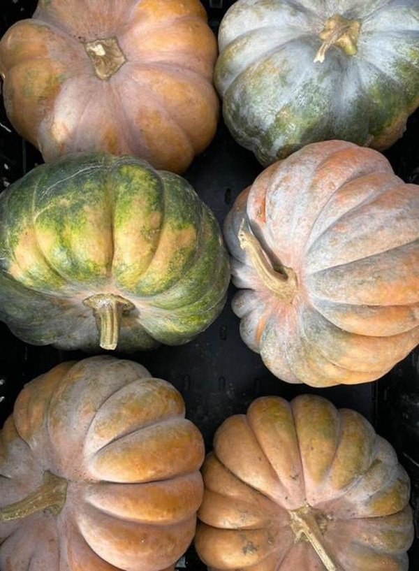 Produktfoto zu Muskat-Kürbis