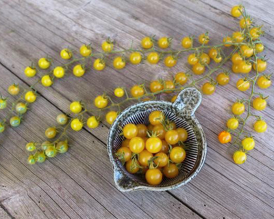 Produktfoto zu Gelbe Johannisbeer-Tomate