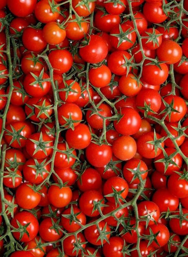 Produktfoto zu Kirsch-, Dattel-, Herztomaten
