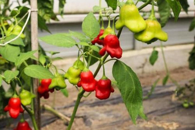 Produktfoto zu Glockenpaprika