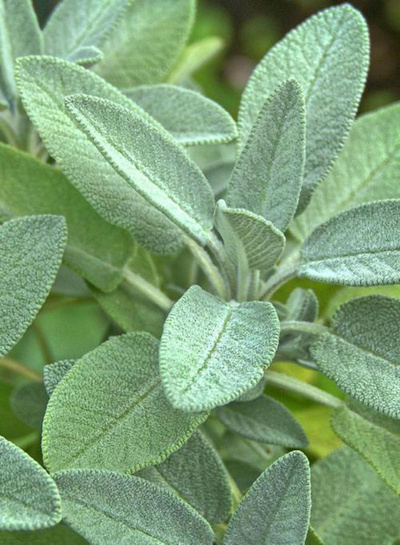 Produktfoto zu Salbei