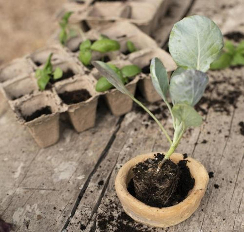 Kräuter-, & Zierpflanzensaatgu