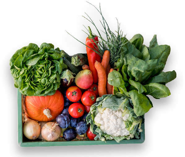 KI generiert: Das Bild zeigt eine Kiste mit einer bunten Mischung aus frischem Gemüse und Obst, darunter Salat, Karotten, Tomaten, Paprika, Blumenkohl, Zwiebeln, Kürbis und Pflaumen. Der Hauptinhalt sind die verschiedenen Arten von frischem Gemüse und Obst, die zusammen eine gesunde Auswahl darstellen.