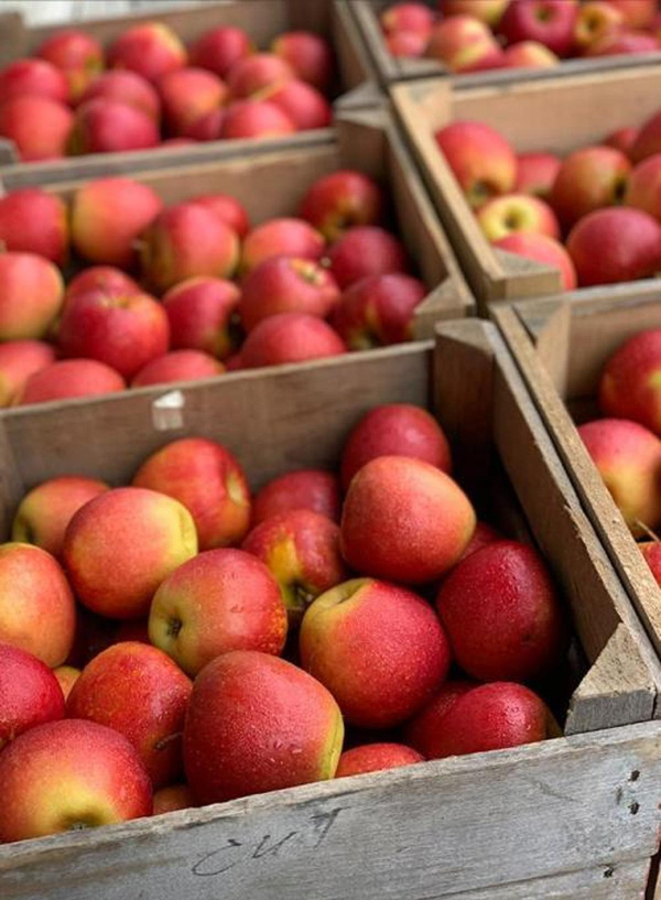 Produktfoto zu Apfel Natyra