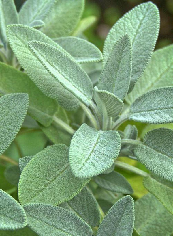 Produktfoto zu Salbei