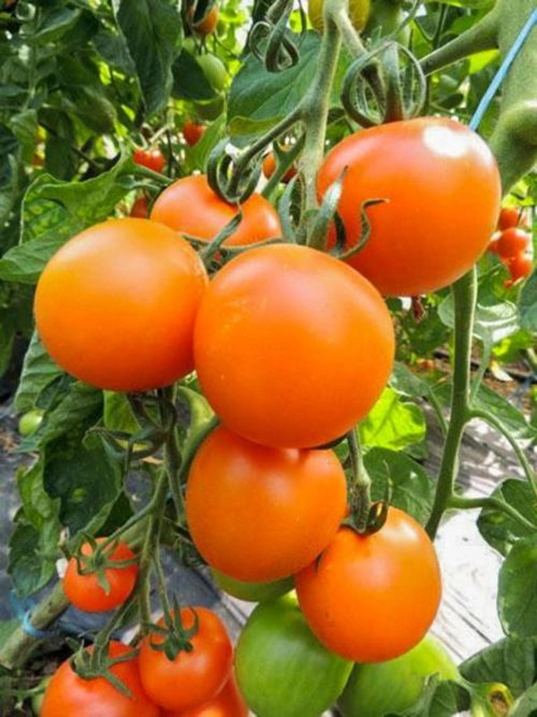 Produktfoto zu Tomate Auriga