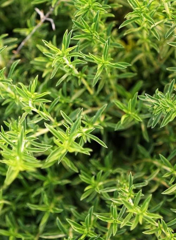 Produktfoto zu Bohnenkraut